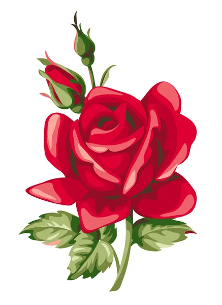 Rosa roja con brotes — Vector de stock