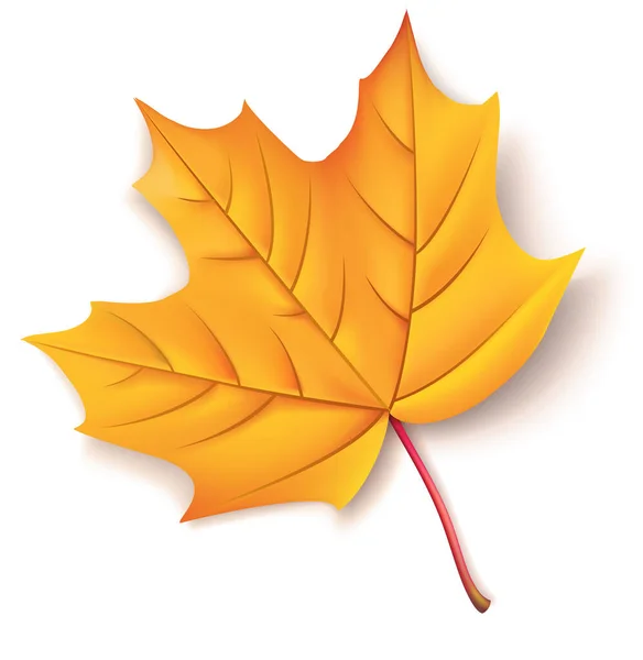 Realistic Yellow Autumn Maple Leaf Shadow Isolated White Vector Illustration — Stock Vector