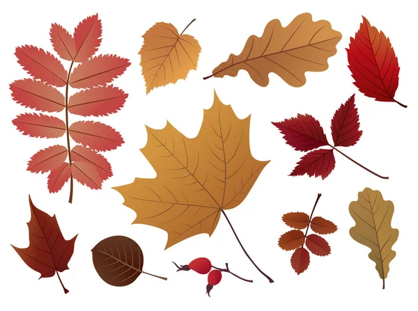 Vector Set Decorative Autumn Leaves Stock Illustration