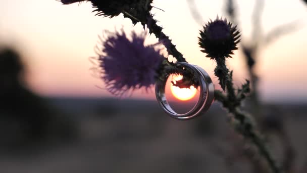 Wedding rings hang on a branch at sunset — Stock Video