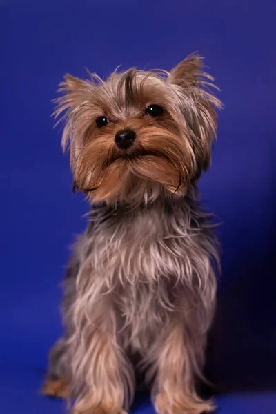 Yorkshire Terrier Cachorro Fundo Azul Colorido Animal Estimação Animal Puro — Fotografia de Stock