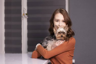 Kahverengi golflü çekici esmer kadın ve Yorkshire Terrier köpeği gri odada masada oturuyor. Hayvan, hayvan. Boşluğu kopyala.