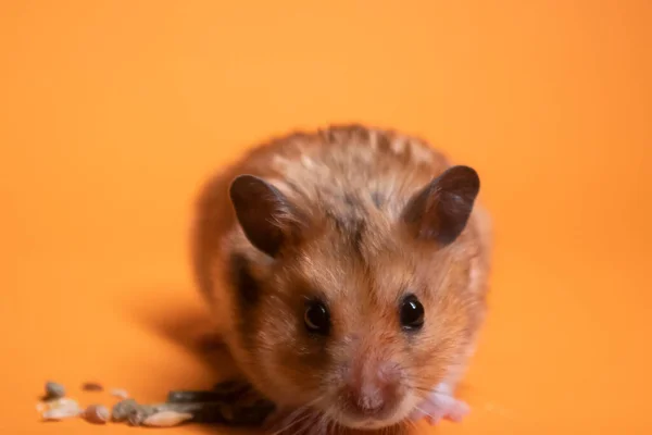 Bruine Hamstermuis Die Voedsel Eet Voor Knaagdieren Geïsoleerd Oranje Achtergrond — Stockfoto