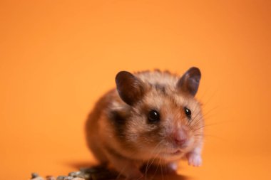 Kahverengi hamster faresi turuncu arka planda izole edilmiş kemirgenler için yemek yiyor. Baş belası, tatlım.