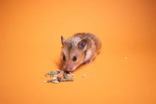 Braune Hamstermaus Frisst Nahrung Für Nagetiere Isoliert Auf Orangefarbenem Hintergrund — Stockfoto