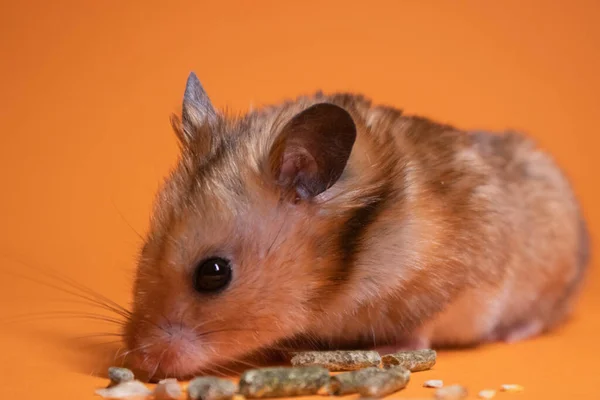 Braune Hamstermaus Frisst Nahrung Für Nagetiere Isoliert Auf Orangefarbenem Hintergrund — Stockfoto