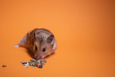Kahverengi hamster faresi turuncu arka planda izole edilmiş kemirgenler için yemek yiyor. Baş belası, tatlım.