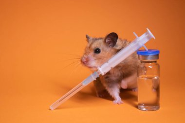 Kahverengi hamster, tıbbi şırınganın yanında turuncu arka planda iğne ve şişe şişesi olan bir fare. Tıbbi deneyler, fareler üzerinde testler. Veterinerlik. Aşı geliştirme. Boşluğu kopyala