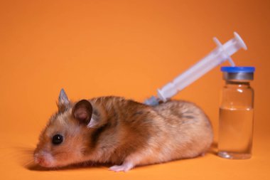 Kahverengi hamster, tıbbi şırınganın yanında turuncu arka planda iğne ve şişe şişesi olan bir fare. Tıbbi deneyler, fareler üzerinde testler. Veterinerlik. Aşı geliştirme. Boşluğu kopyala