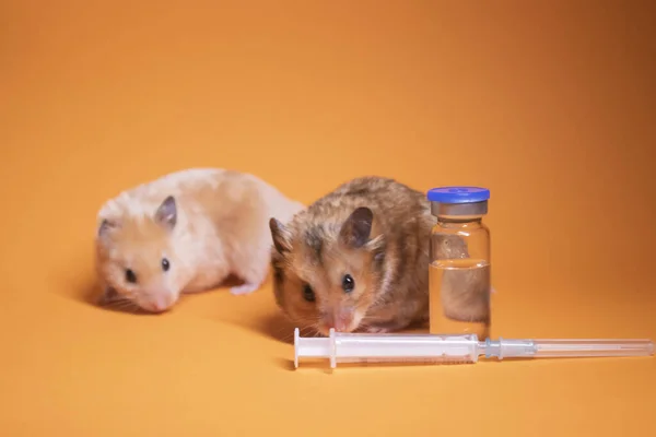 Dois Hamsters Rato Marrom Bege Perto Seringa Médica Com Uma — Fotografia de Stock