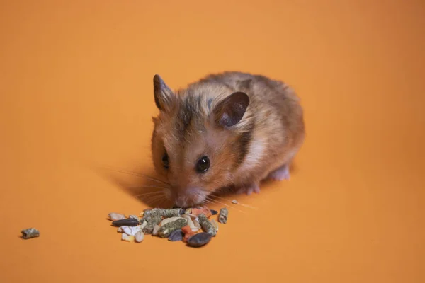 オレンジの背景に隔離されたげっ歯類のための茶色のハムスターマウスの食事 ペット — ストック写真