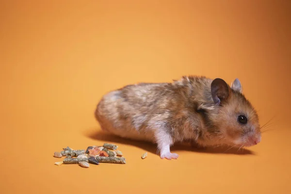 オレンジの背景に隔離されたげっ歯類のための茶色のハムスターマウスの食事 ペット — ストック写真