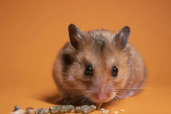 Topo Criceto Marrone Mangiare Cibo Roditori Isolati Sfondo Arancione Parassita — Foto Stock