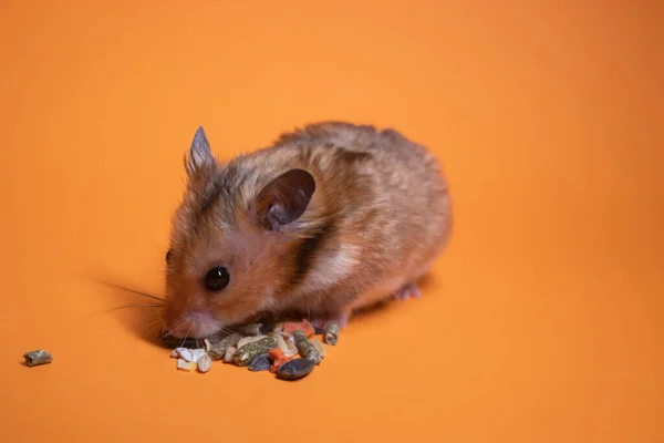 オレンジの背景に隔離されたげっ歯類のための茶色のハムスターマウスの食事 ペット — ストック写真