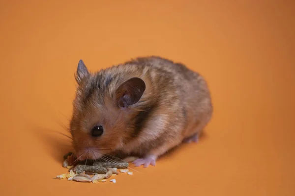 Braune Hamstermaus Frisst Nahrung Für Nagetiere Isoliert Auf Orangefarbenem Hintergrund — Stockfoto