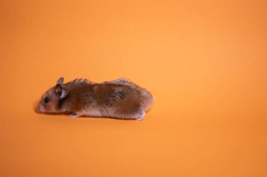 Kahverengi hamster faresi turuncu arka planda izole edilmiş. Baş belası, tatlım.