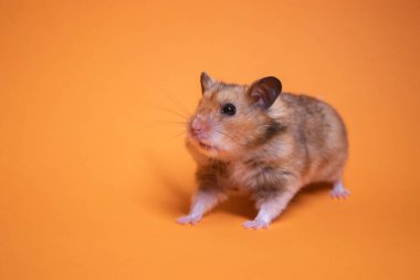 Kahverengi hamster faresi turuncu arka planda izole edilmiş. Baş belası, tatlım.
