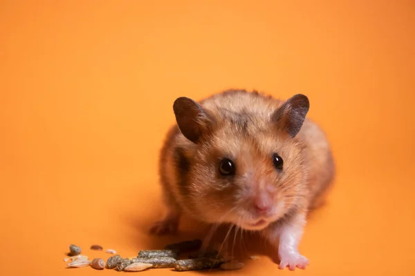 brown hamster mouse eating food for rodents isolated on orange background. pest, pet