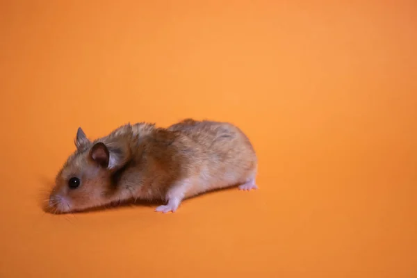 Mouse Criceto Marrone Isolato Sfondo Arancione Parassita Caro — Foto Stock