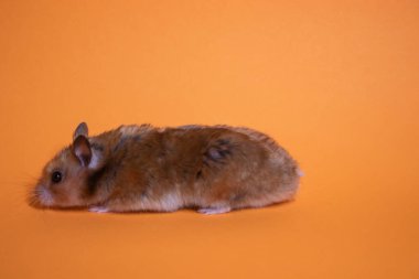 Kahverengi hamster faresi turuncu arka planda izole edilmiş. Baş belası, tatlım.