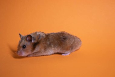 Kahverengi hamster faresi turuncu arka planda izole edilmiş. Baş belası, tatlım.
