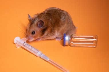 Kahverengi hamster, tıbbi şırınganın yanında turuncu arka planda iğne ve şişe şişesi olan bir fare. Tıbbi deneyler, fareler üzerinde testler. Veterinerlik. Aşı geliştirme. Boşluğu kopyala
