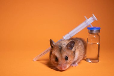 Kahverengi hamster, tıbbi şırınganın yanında turuncu arka planda iğne ve şişe şişesi olan bir fare. Tıbbi deneyler, fareler üzerinde testler. Veterinerlik. Aşı geliştirme. Boşluğu kopyala