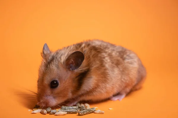 Braune Hamstermaus Frisst Nahrung Für Nagetiere Isoliert Auf Orangefarbenem Hintergrund — Stockfoto