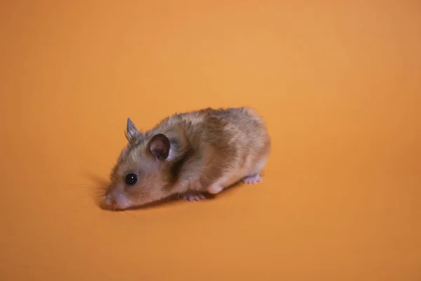 Ratón Hámster Marrón Aislado Sobre Fondo Naranja Plaga Mascota — Foto de Stock