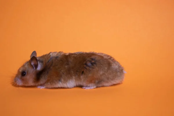 Mouse Criceto Marrone Isolato Sfondo Arancione Parassita Caro — Foto Stock