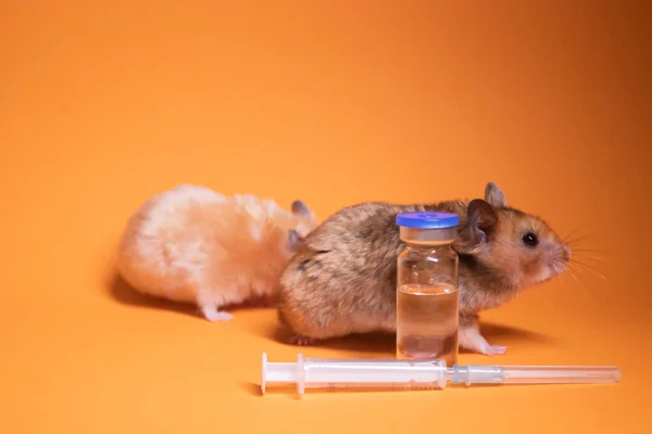 2つのハムスター マウス 茶色とベージュ オレンジの背景に隔離された針とボトルの哲学と医療注射器の近く 医学実験マウスの検査 獣医さん ワクチン開発 コピースペース — ストック写真