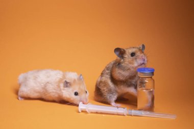 İki hamster faresi, kahverengi ve bej, tıbbi şırınganın yanında, turuncu arka planda bir iğne ve şişe şişesi var. Tıbbi deneyler, fareler üzerinde testler. Veterinerlik. Aşı geliştirme. Boşluğu kopyala 
