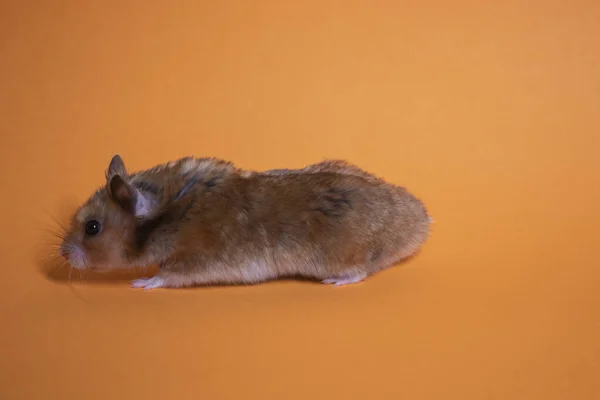 Brązowy Chomik Myszy Izolowane Pomarańczowym Tle Szkodnik Zwierzę Domowe — Zdjęcie stockowe
