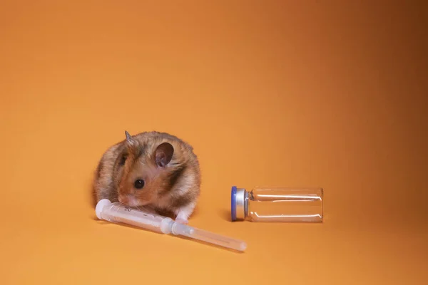 Brauner Hamster Maus Der Nähe Medizinischer Spritze Mit Nadel Und — Stockfoto