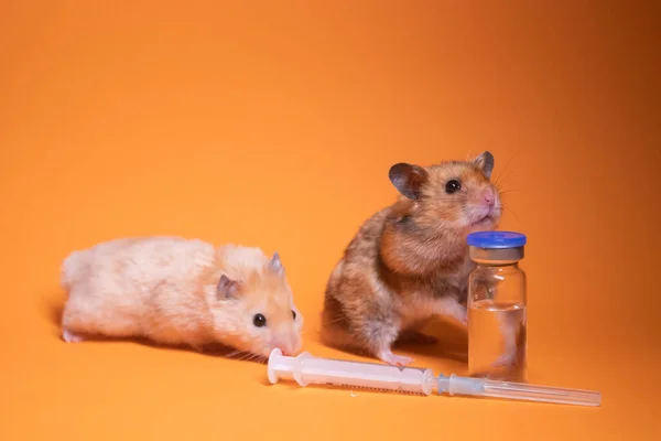 Dois Hamsters Rato Marrom Bege Perto Seringa Médica Com Uma — Fotografia de Stock