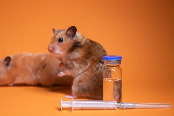 Dois Hamsters Rato Marrom Bege Perto Seringa Médica Com Uma — Fotografia de Stock