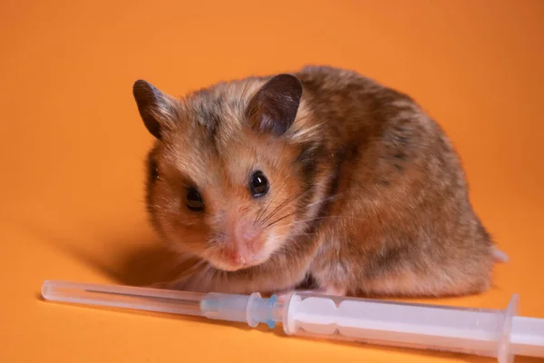 茶色のハムスター オレンジの背景に隔離された針で医療用注射器の近くのマウス 医学実験マウスの検査 コピースペース — ストック写真
