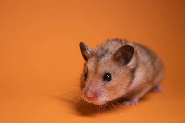 Braune Hamstermaus Isoliert Auf Orangefarbenem Hintergrund Schädling Haustier — Stockfoto