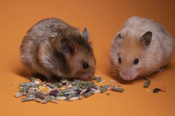 Dos Marrón Beige Ratones Hámsters Comiendo Alimentos Para Roedores Aislados —  Fotos de Stock