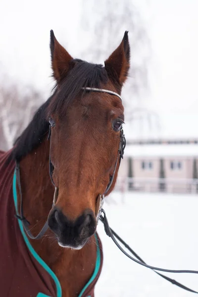 Retrato Invierno Magnífico Caballo Marrón Bahía Pura Raza Banner Estable — Foto de Stock