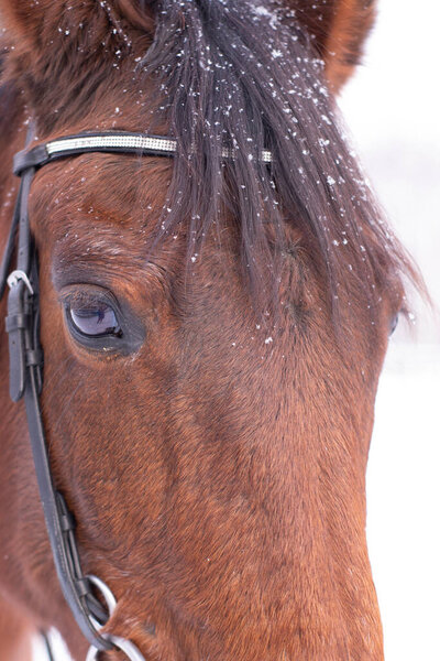 winter portrait of magnificent brown Thoroughbred bay horse. banner. stable. horse Club. copy space