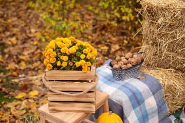 Sonbahar fotoğraf bölgesi. Sonbahar süslemeleri. Ekose, saman, çiçekler, yapraklar ve cevizler. Ormanda. Pankart ya da tebrik kartı. Boşluğu kopyala