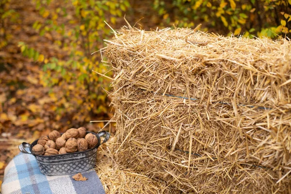 Najaarsfotozone Herfstversieringen Ruiten Hooi Bladeren Walnoten Het Bos Banner Wenskaart — Stockfoto