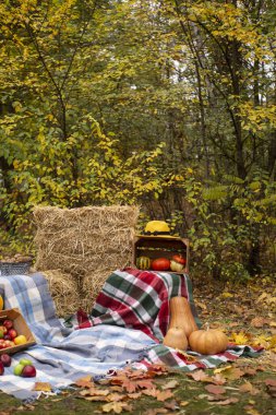 Sonbahar dekorasyonundan kalma sonbahar fotografı. Ekose şapka, balkabağı, elma, saman, çiçek, yaprak, ceviz. Ormanda. Pankart ya da tebrik kartı. Boşluğu kopyala