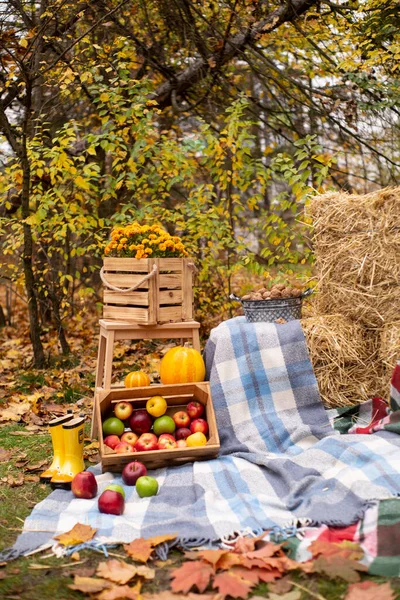 Осінню Фотозону Осінніх Прикрас Плед Капелюх Гарбузи Яблука Сіно Квіти — стокове фото