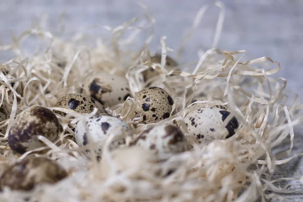 close up of quail eggs in a nest of dry grass. easter eggs. copy space for advertising of food or restaurant menu design.