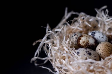Kuru otlardan toplanmış bıldırcın yumurtaları ya da karanlık arka planda izole edilmiş saman yığınları. Paskalya yumurtaları. Gıda veya restoran menüsü tasarımı için kopyalama alanı.