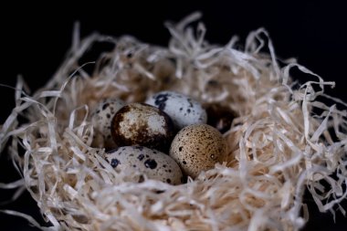 Kuru otlardan toplanmış bıldırcın yumurtaları ya da karanlık arka planda izole edilmiş saman yığınları. Paskalya yumurtaları. Gıda veya restoran menüsü tasarımı için kopyalama alanı.