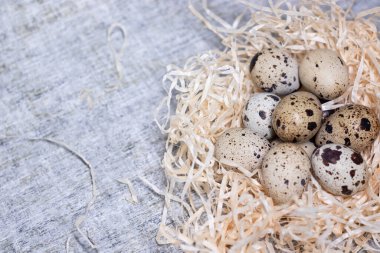 Kuru ot, buğday, yulaf ve darı yuvasında bıldırcın yumurtası bileşimi. Sağlıklı gıda konsepti. Gıda veya restoran menüsü tasarımı için metin reklamı için boş alan.
