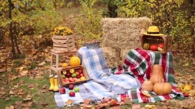 Sonbahar dekorasyonundan kalma sonbahar fotografı. Ekose şapka, balkabağı, elma, saman ve çiçek, yaprak, ceviz. Ormanda